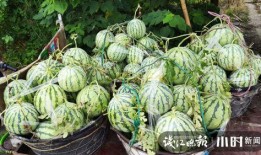 青岛吃瓜网红是谁啊图片,揭秘瓜界风云人物！”