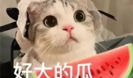 吃瓜网红兄弟,揭秘娱乐圈背后的那些事儿